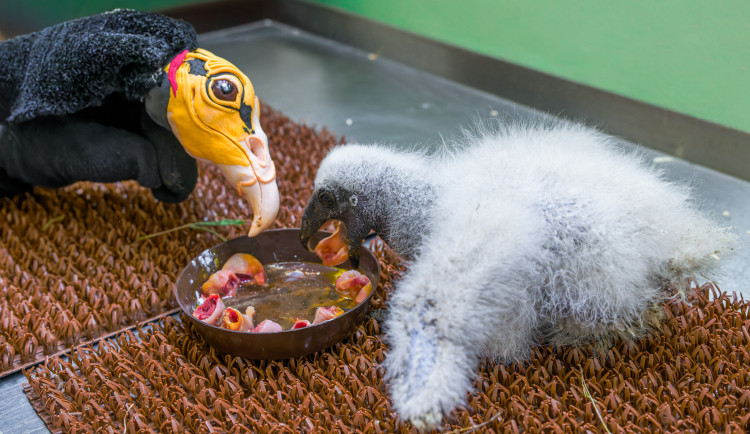 Malého kondora krmí pomocí speciální rukavice