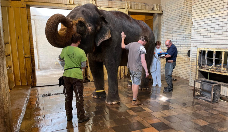 Slonice Bala pod drobnohledem uznávané veterinářky slonů. Kvůli novému domovu
