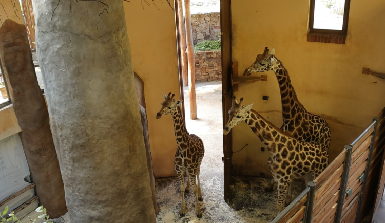 VIDEO: Žirafí samci se seznamují. Zoo Jihlava prosí návštěvníky o trpělivost