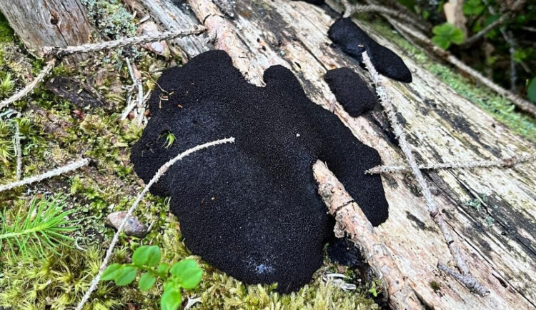 Živý sliz s vlastní inteligencí našli na německé straně Šumavy poblíž Železné Rudy