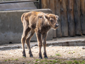 Mládě zubra, které hned po narození bojovalo o život, dostalo jméno Prskavka
