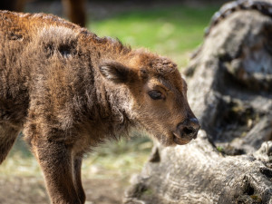 Jméno muselo podle plemenné knihy začínat na Pr.