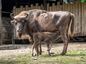Jméno muselo podle plemenné knihy začínat na Pr.