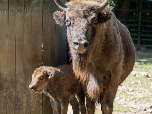 Jméno muselo podle plemenné knihy začínat na Pr.