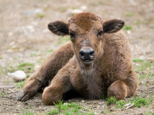Jméno muselo podle plemenné knihy začínat na Pr.