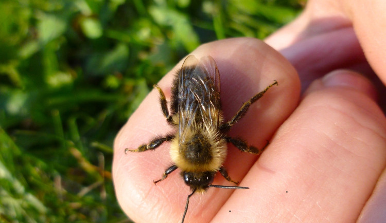 Přibývá pacientů, kteří musí po bodnutí hmyzem do nemocnice. Jak se zachovat?