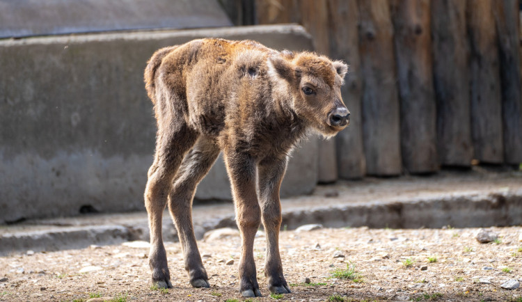 Jméno muselo podle plemenné knihy začínat na Pr.