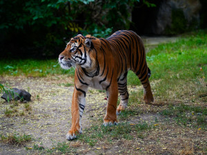 FOTO: Pražská zoo má nového tygra, má rád krvavé nanuky a parfém Chanel