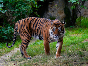 FOTO: Pražská zoo má nového tygra, má rád krvavé nanuky a parfém Chanel
