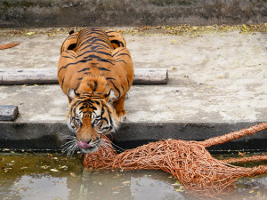 FOTO: Pražská zoo má nového tygra, má rád krvavé nanuky a parfém Chanel