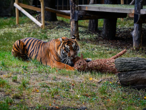 FOTO: Pražská zoo má nového tygra, má rád krvavé nanuky a parfém Chanel