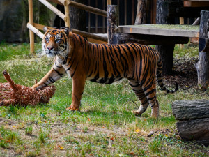 FOTO: Pražská zoo má nového tygra, miluje krvavé nanuky a parfém Chanel