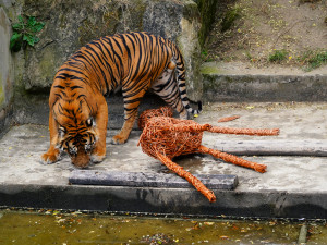 FOTO: Pražská zoo má nového tygra, má rád krvavé nanuky a parfém Chanel