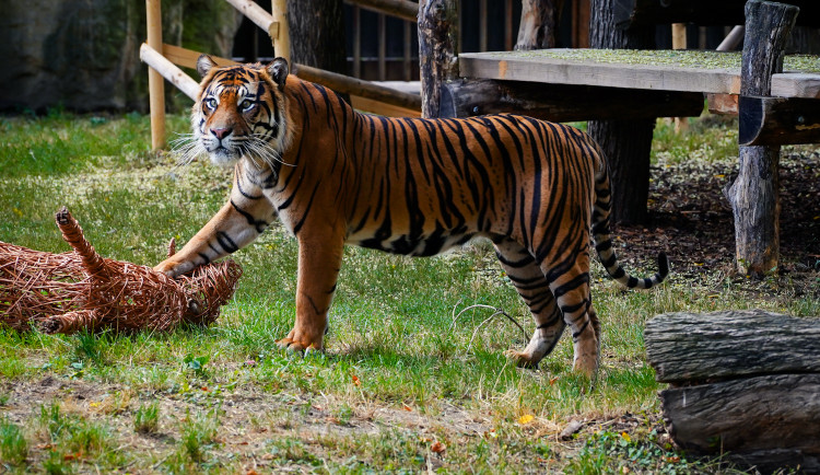 FOTO: Pražská zoo má nového tygra, má rád krvavé nanuky a parfém Chanel