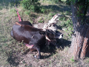 Samice pratura se zamotala do padáku. Vysvobodit ji musel veterinář