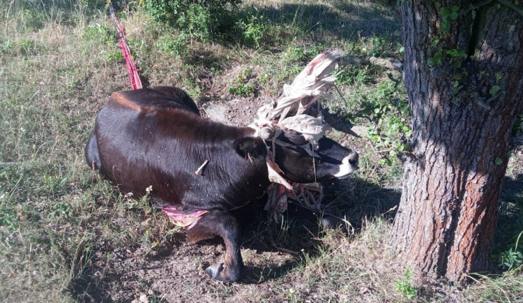 Samici musel pomoci veterinář.