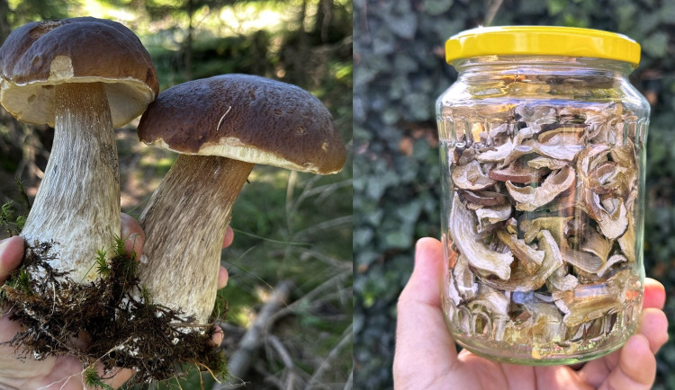 Na houbaření teď na několik týdnů zapomeňte. Lesy už jsou opět totálně suché