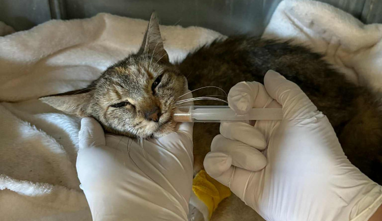 O kočky se postarali veterináři.