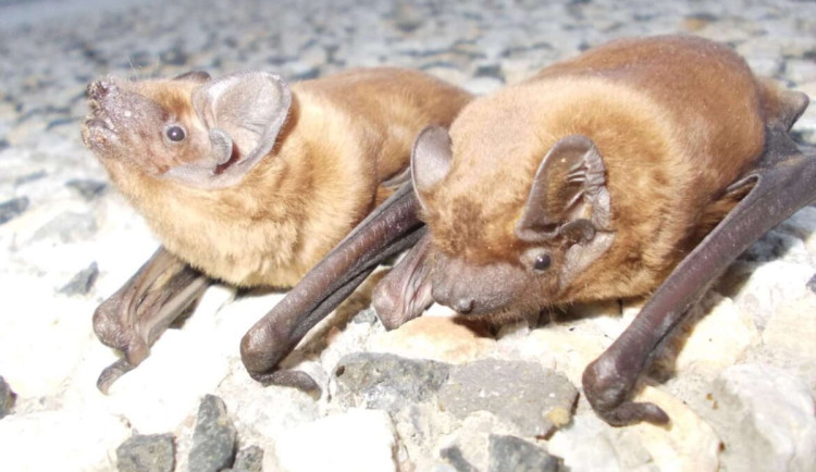 V bytě v Liberci objevila žena 205 netopýrů. Archa radí, jak při invazi postupovat