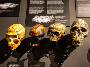 Národní muzeum jako první v Evropě vystavilo 3 miliony let staré fosilie člověka