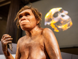 Národní muzeum jako první v Evropě vystavilo 3 miliony let staré fosilie člověka