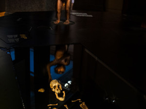 Národní muzeum jako první v Evropě vystavilo 3 miliony let staré fosilie člověka