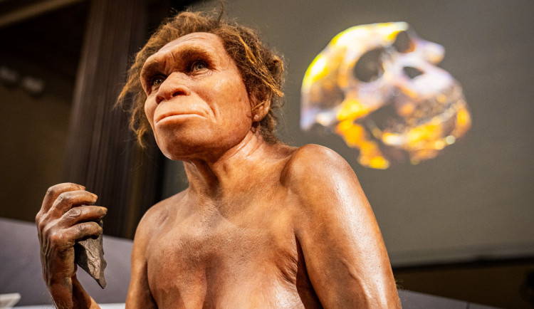 Národní muzeum jako první v Evropě vystavilo 3 miliony let staré fosilie člověka