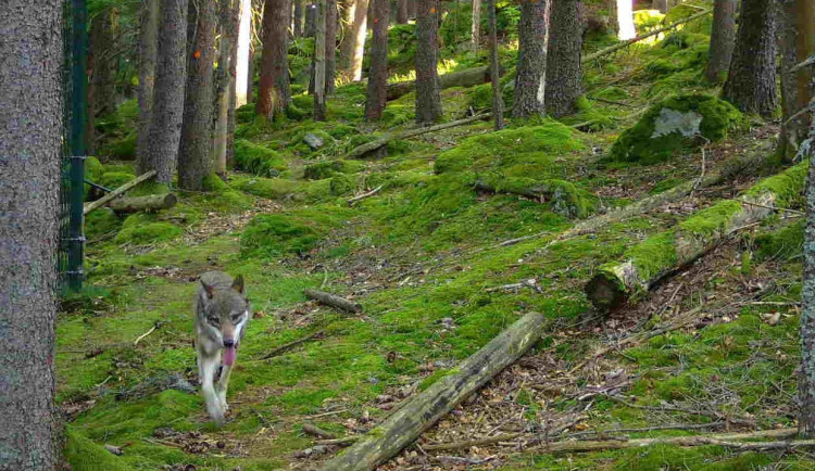 Na Šumavě končí činnost krizového štábu, který se zabýval únikem vlků z výběhu