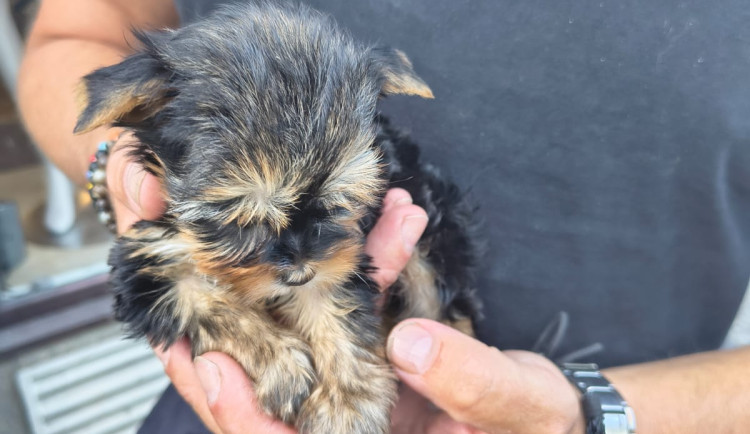 Štěně bylo na prodej příliš malé.