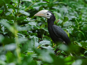 Pražská zoo slaví chovatelský úspěch, narodili se jí zoborožci běloocasí