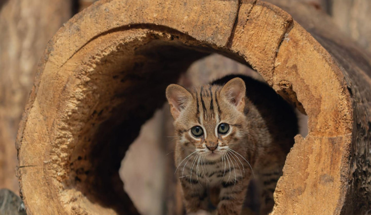V Ostravě se narodilo nejmenší kotě světa, pochází z Indie a loví za soumraku