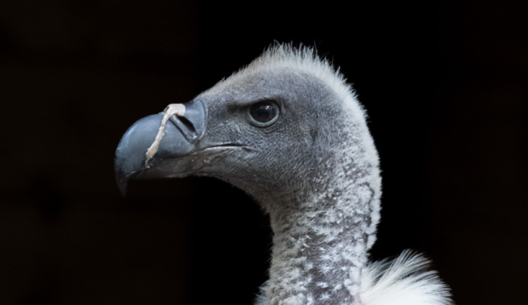 Jediní v ČR. Zoo představí v sobotu na Dni supů i vzácné supy africké