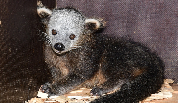 Nový binturong v olomoucké zoo. Ošetřovatelé se k mláděti dostali až po několika týdnech