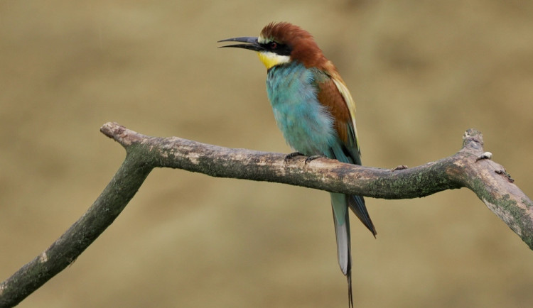Léto se blíží ke konci. Do teplých krajin odlétají i vlhy pestré