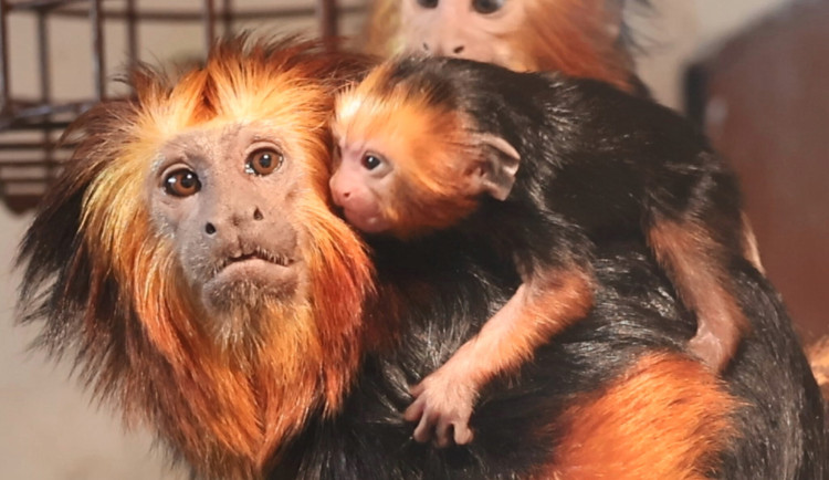 V Hodoníně se narodilo už druhé mládě ohrožená drápkaté opičky