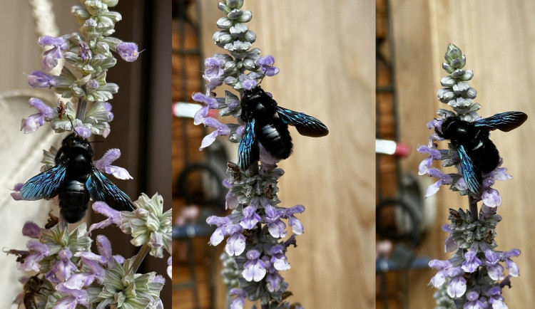 Strašidelná, fascinující a mírumilovná. První setkání s největší evropskou včelou