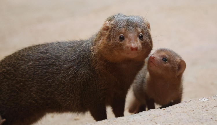 Zoo se raduje z trojčat mangust trpasličích. Do výchovy se zapojuje netypická chůva