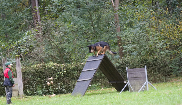 Psi budou soutěžit v obraně a poslušnosti. Je tu 44. ročník soutěže O liberecký pohár