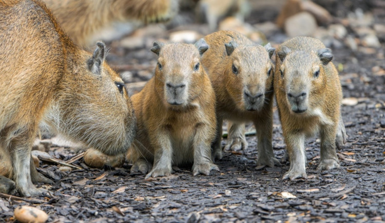 Pražská zoo hlásí nové přírůstky. Narodila se tady čtyři mláďata kapybar