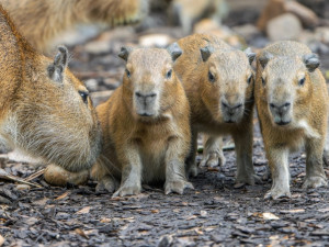 Pražská zoo hlásí nové přírůstky. Narodila se tady čtyři mláďata kapybar