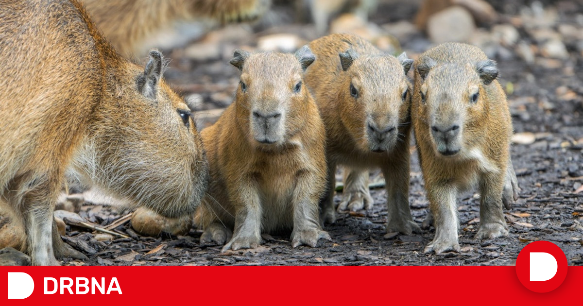 Pražská zoo hlásí nové přírůstky. Narodila se tady čtyři mláďata kapybar