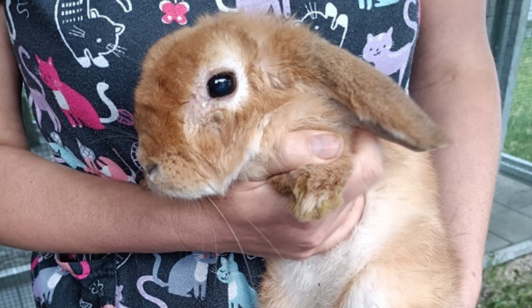 Ženě se na zahradu skutálel silně zanedbaný králík, musel okamžitě na operaci