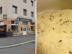 Sklad restaurace v Praze zamořily myši. Bobky našli i ve strouhance