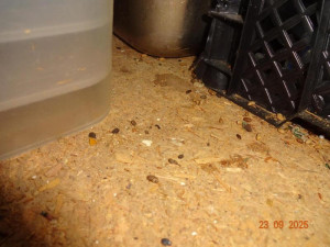 Sklad restaurace v Praze zamořily myši. Bobky našli i ve strouhance