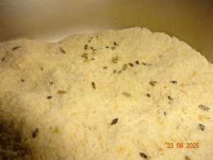 Sklad restaurace v Praze zamořily myši. Bobky našli i ve strouhance