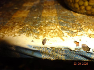 Sklad restaurace v Praze zamořily myši. Bobky našli i ve strouhance