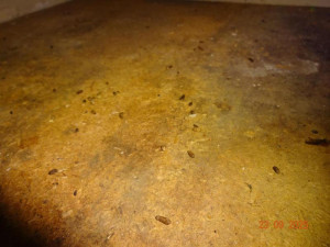 Sklad restaurace v Praze zamořily myši. Bobky našli i ve strouhance