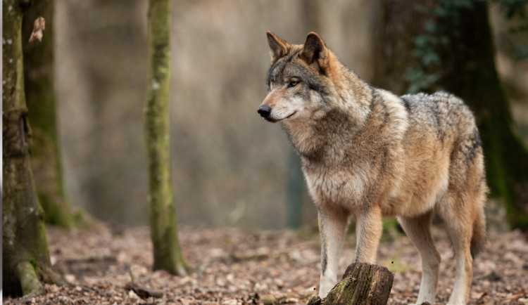 Menší ochrana žijících vlků? Obrovský krok zpátky, varuje spolek pro jeho ochranu