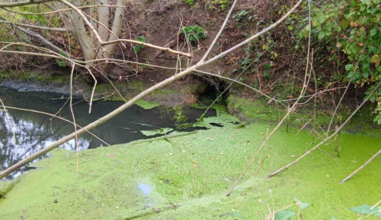 Olomouc trápí dvě rodiny bobrů na Nemilance. Pomoci by mohly pachové ohradníky