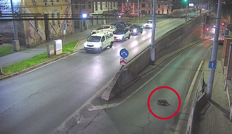 Leze tu velkej bobr, líčil muž lince na 156.  Zvíře si to vykračovalo na nádraží